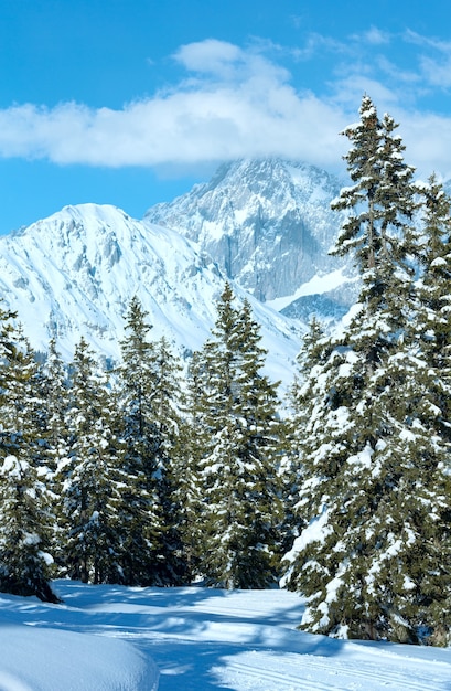 Zimowy górski las jodłowy śnieżny krajobraz (szczyt Papageno bahn - Filzmoos, Austria)