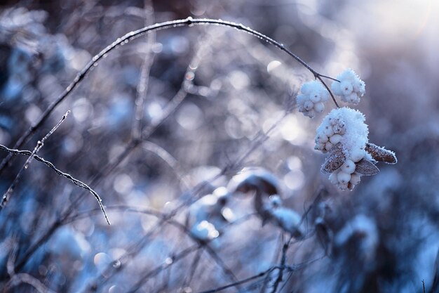 Zdjęcie zimowy krajobraz atmosferyczny z oszronionymi suchymi roślinami podczas opadów śniegu zimowe boże narodzenie w tle