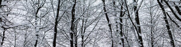 Zimowy krajobraz Boże Narodzenie i Nowy Rok Gałęzie pod miękkim białym puszystym śniegiem
