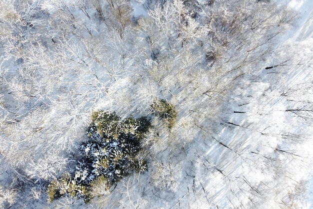 Zimowy krajobraz brzozy pokryte szronem widok z lotu ptaka Zimowy las z ośnieżonymi drzewami w słonecznym