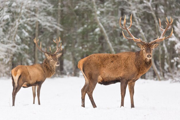 Zimowy krajobraz dzikiej przyrody ze szlachetnymi jeleniami Cervus Elaphus.