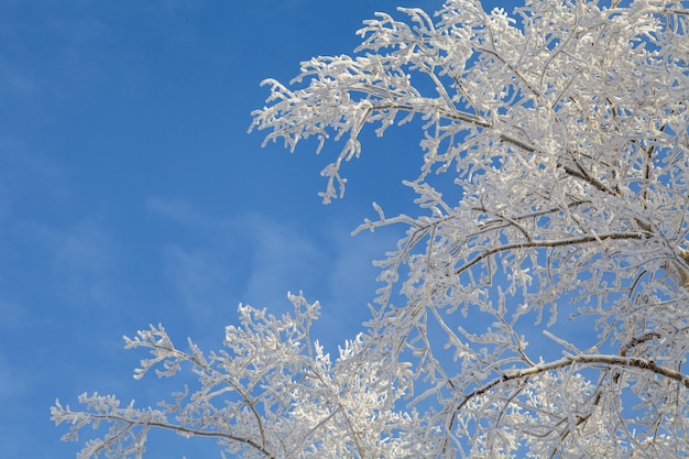 Zimowy krajobraz gałęzi drzew w mróz