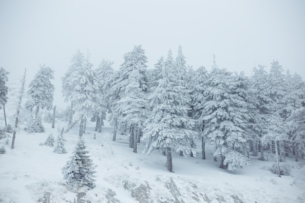 Zimowy Krajobraz Górski. Piękna Przyroda I Panoramiczne Drzewa, W Górach.