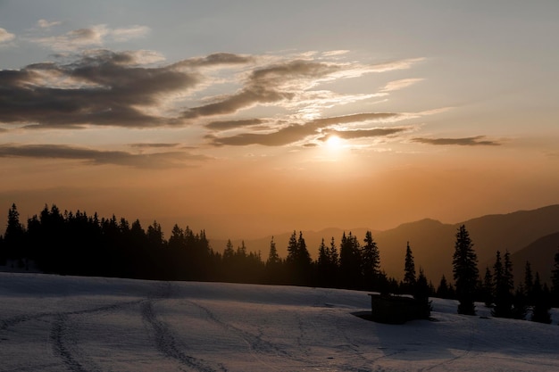 Zimowy krajobraz górski ze świerkami na wieczornym świetle na zachodzie słońca Marmarosy Karpaty