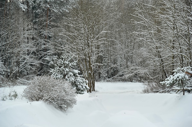 Zimowy krajobraz górskiej rzeki w śniegu, wokół lasu.