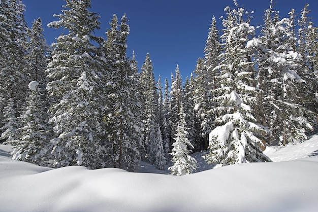 Zimowy krajobraz Kolorado po ciężkiej burzy śnieżnej Breckenrige Country Scenery