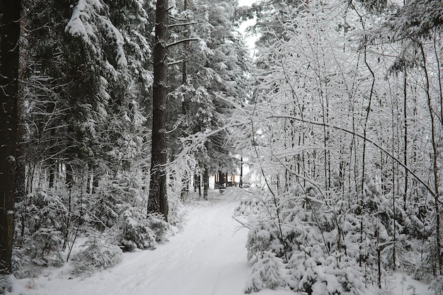 Zimowy krajobraz. Las pod śniegiem. Zima w parku.