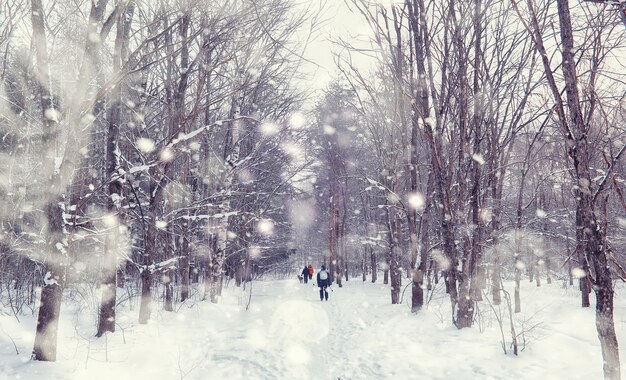 Zimowy krajobraz lasu. Wysokie drzewa pod pokrywą śnieżną. Styczniowy mroźny dzień w parku.