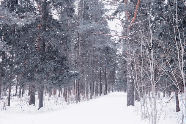 Zimowy krajobraz lasu. Wysokie drzewa pod pokrywą śnieżną. Styczniowy mroźny dzień w parku.