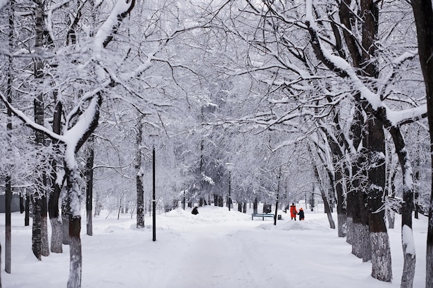 Zimowy krajobraz lasu. Wysokie drzewa pod pokrywą śnieżną. Styczniowy mroźny dzień w parku.