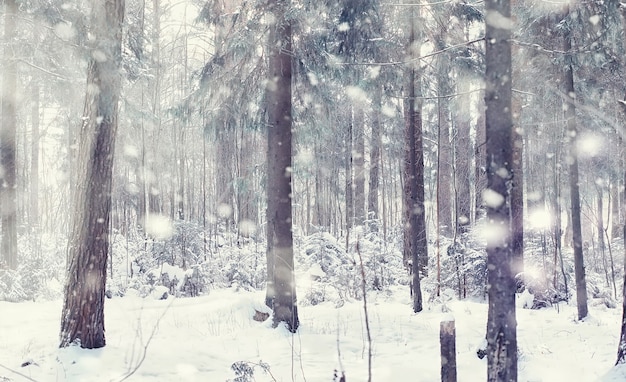 Zimowy Krajobraz Lasu. Wysokie Drzewa Pod Pokrywą śnieżną. Styczniowy Mroźny Dzień W Parku.