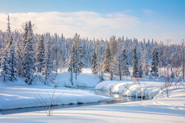 Zimowy krajobraz leśny drzewa pokryte śniegiem i małą rzeką ze światłem słonecznym dobra zimowa pogoda duży rozmiar