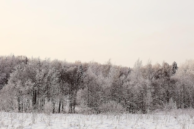 zimowy krajobraz leśny pokryty śniegiem, grudzień boże narodzenie natura białe tło