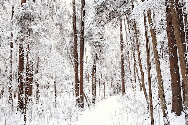 zimowy krajobraz leśny pokryty śniegiem, grudzień boże narodzenie natura białe tło