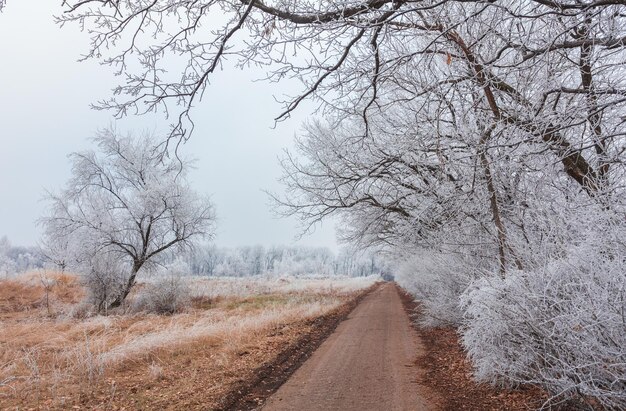 Zdjęcie zimowy krajobraz mroźne dęby w mroźny poranek