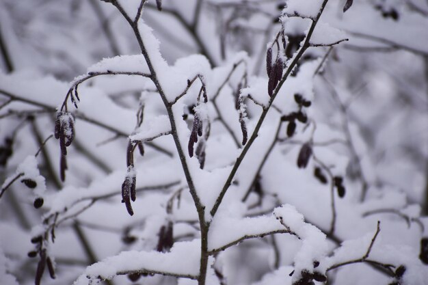 Zimowy krajobraz oddziałów w białym śniegu z bliska. zima biała spokojna natura