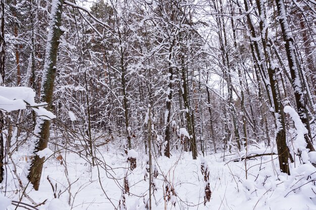 Zimowy krajobraz. Ośnieżone drzewa, mróz, duże zaspy i opady śniegu. Śnieżna panorama.