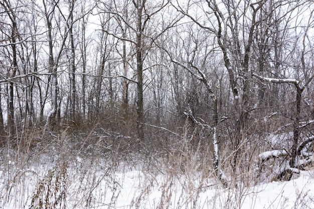 Zimowy krajobraz. Ośnieżone drzewa, mróz, duże zaspy i opady śniegu. Śnieżna panorama.