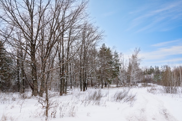 Zimowy krajobraz. Ośnieżone drzewa, mróz, duże zaspy i opady śniegu. Śnieżna panorama.