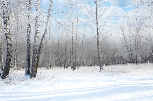 Zimowy krajobraz. piękny śnieżny las brzozowy.