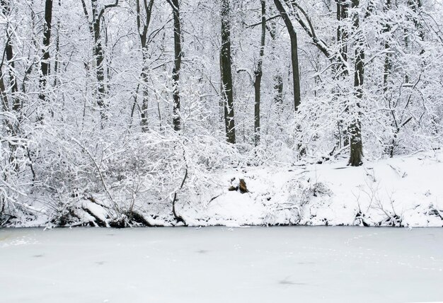 Zimowy krajobraz Pokryte śniegiem drzewa w parku Kuźminki w Moskwie