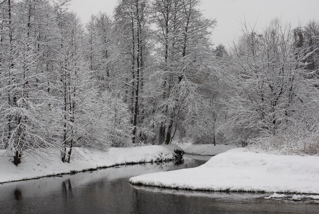 Zimowy krajobraz pokryte śniegiem drzewa w parku Kuzminki w Moskwie