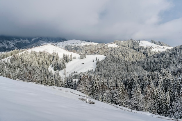 Zimowy krajobraz rozjarzony przez światło słoneczne. Dramatyczna scena zimowa. Karpaty, Ukraina, Europa.