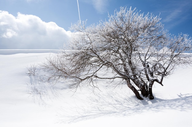 Zimowy krajobraz samotne drzewo pokryte śniegiem