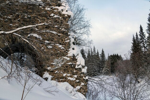 Zimowy krajobraz stary kamienny mur wśród drzew iglastych