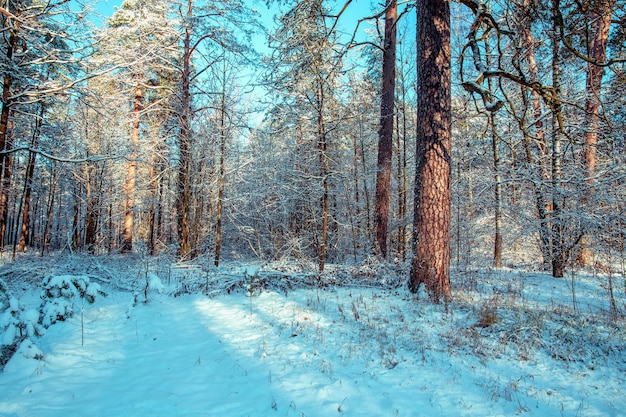 Zimowy krajobraz Tło Xmas Światło słoneczne w lesie zimą