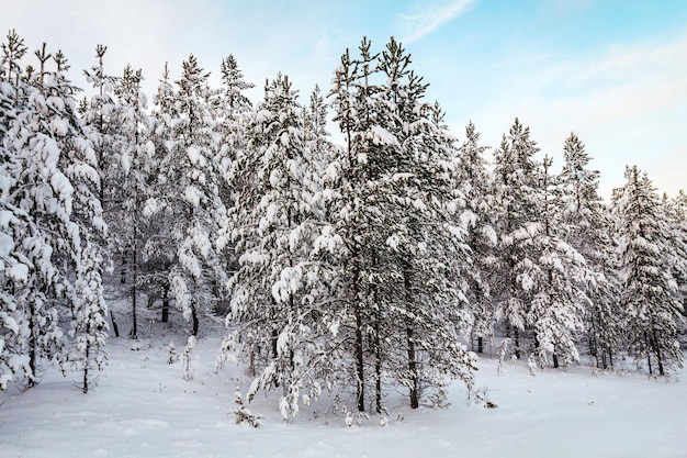 Zimowy krajobraz w godzinach porannych. Finlandia