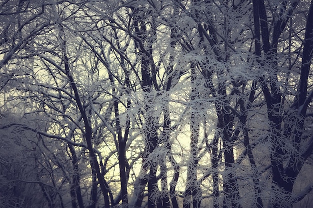 zimowy krajobraz w lesie / śnieżna pogoda w styczniu, piękny krajobraz w śnieżnym lesie, wycieczka na północ