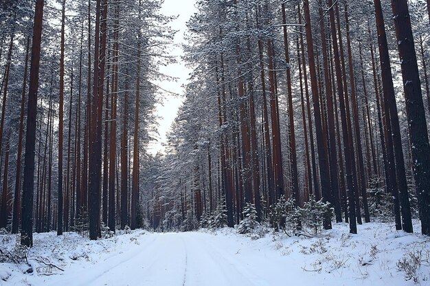 zimowy krajobraz w lesie / śnieżna pogoda w styczniu, piękny krajobraz w śnieżnym lesie, wycieczka na północ