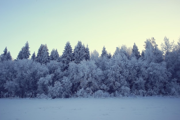 zimowy krajobraz w lesie / śnieżna pogoda w styczniu, piękny krajobraz w śnieżnym lesie, wycieczka na północ