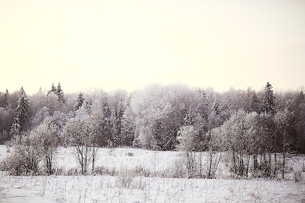 zimowy krajobraz w lesie / śnieżna pogoda w styczniu, piękny krajobraz w śnieżnym lesie, wycieczka na północ