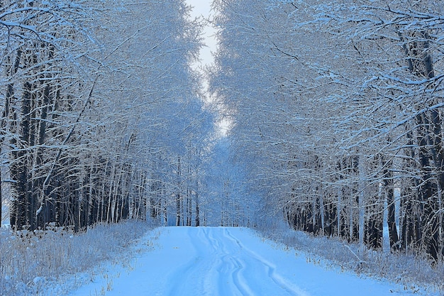 zimowy krajobraz w lesie / śnieżna pogoda w styczniu, piękny krajobraz w śnieżnym lesie, wycieczka na północ