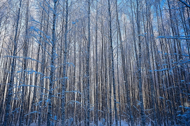 zimowy krajobraz w lesie / śnieżna pogoda w styczniu, piękny krajobraz w śnieżnym lesie, wycieczka na północ