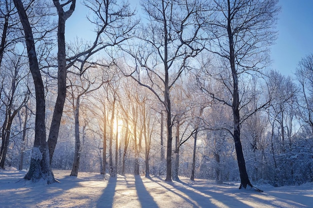 Zimowy krajobraz w lesie