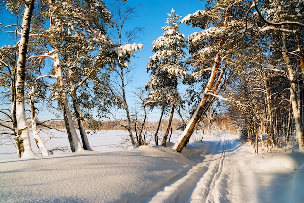 Zimowy krajobraz w ośnieżonych lasów i na nartach. Rosja.Leningradzki region.