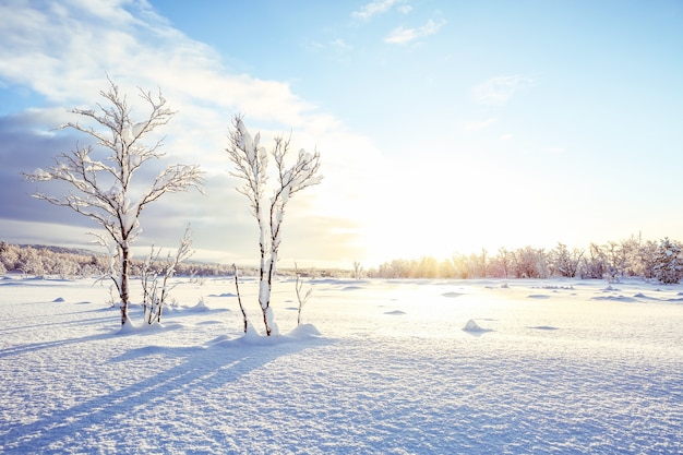 Zdjęcie zimowy krajobraz w słoneczny dzień