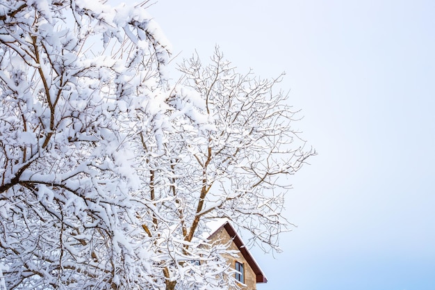 Zimowy krajobraz wiejski Drzewa pokryte śniegiem i dach domu na tle nieba