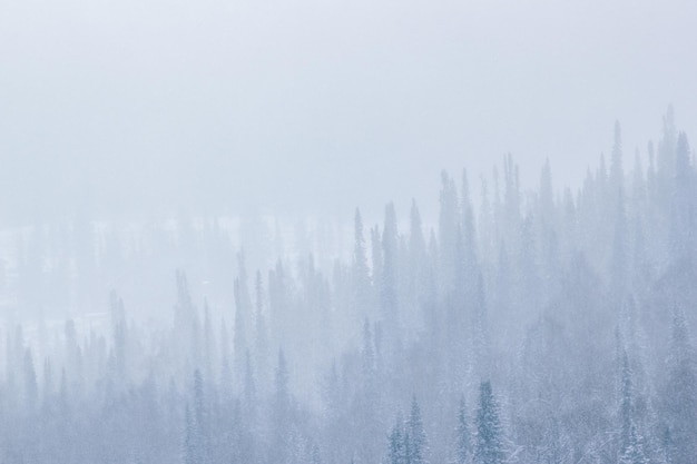 Zimowy krajobraz z ciężkimi opadami śniegu i mgłą w lesie sosnowym Stonowane zimowe tło