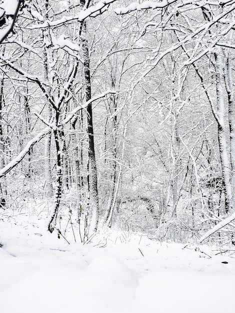 Zimowy krajobraz z drzewami na śniegu w zimny poranek w lesie