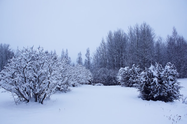 Zimowy krajobraz z drzewami pokryte śniegiem.