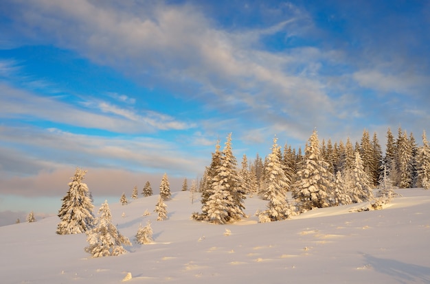 Zimowy krajobraz z drzewami pokrytymi śniegiem