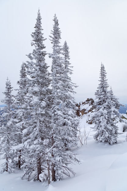 Zimowy krajobraz z drzewem i śniegiem. Ośnieżone drzewa na zboczach góry.