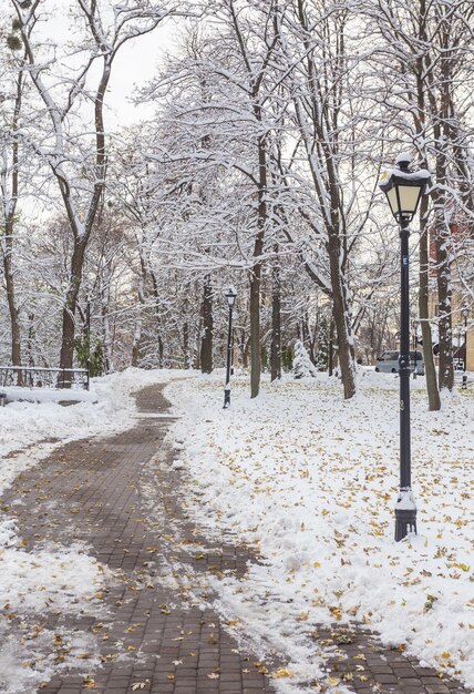 Zimowy krajobraz z ławkami w alei parku