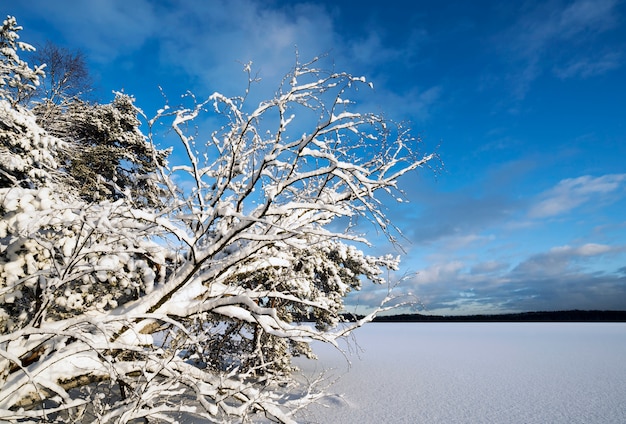 Zimowy krajobraz z ośnieżonych drzew na brzegu zamarzniętego jeziora.