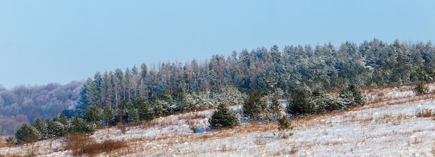 Zimowy Krajobraz Z Ośnieżonymi świerkami W Zimowym Lesie Przy Słonecznej Pogodzie, Panorama