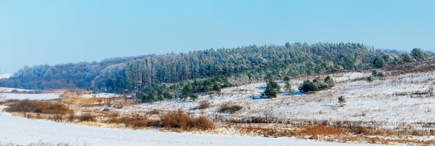 Zimowy Krajobraz Z Ośnieżonymi świerkami W Zimowym Lesie Przy Słonecznej Pogodzie, Panorama